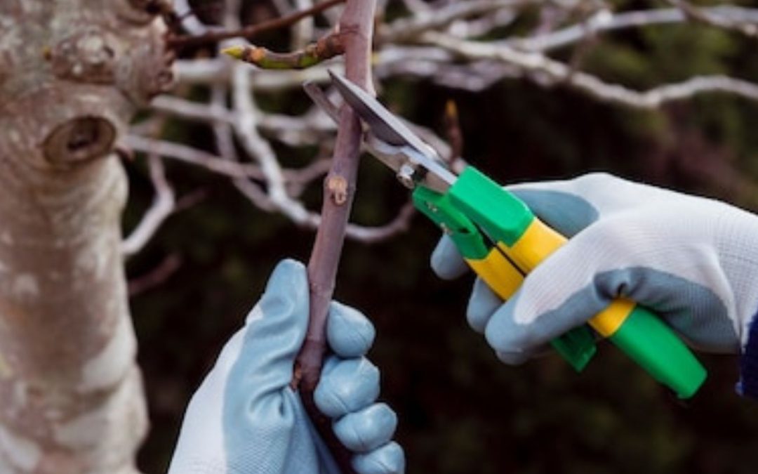 Razmnoževanje sadnega drevja in podlage sadnega drevja