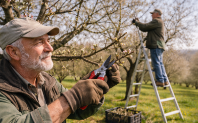 Prikaz rezi sadnega drevja